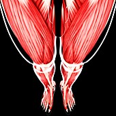 Human leg musculature,artwork