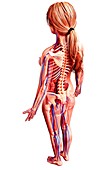 Female anatomy,artwork