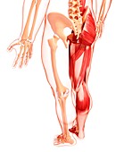 Human leg musculature,artwork