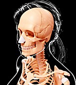 Female skeleton,artwork