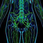 Human lymphatic system,artwork