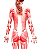 Female musculature,artwork