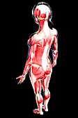 Female musculature,artwork