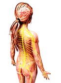 Female nervous system,artwork