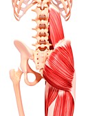 Human musculature,artwork