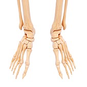 Human foot bones,artwork