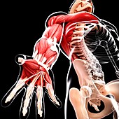 Human arm musculature,artwork