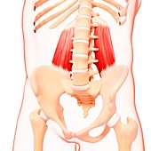 Human hip musculature,artwork