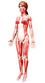 Female musculature,artwork