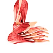 Human foot musculature,artwork