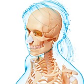 Female skeleton,artwork