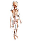 Female skeleton,artwork