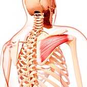 Human shoulder musculature,artwork