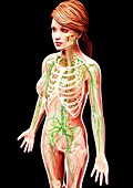 Female lymphatic system,artwork