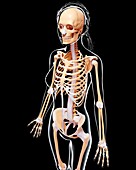 Female skeleton,artwork