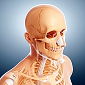 Human skeleton,artwork