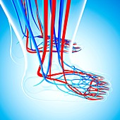 Human foot cardiovascular system,artwork