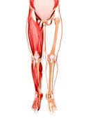 Human leg musculature,artwork