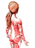 Female musculature,artwork