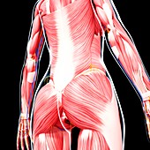 Human musculature,artwork