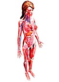 Female anatomy,artwork