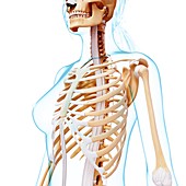 Female skeleton,artwork