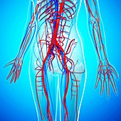Human cardiovascular system,artwork