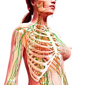 Female lymphatic system,artwork
