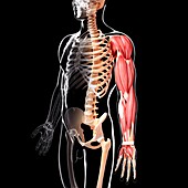 Human arm musculature,artwork