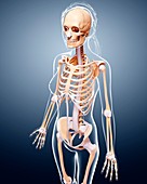 Female skeleton,artwork