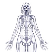 Female skeleton,artwork