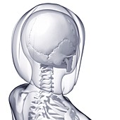 Female skeleton,artwork