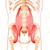 Human musculature,artwork