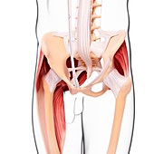 Human hip musculature,artwork