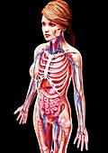 Female anatomy,artwork