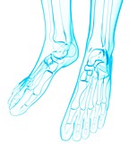 Human foot bones,artwork