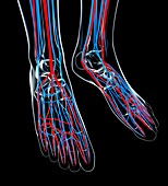 Human foot cardiovascular system,artwork