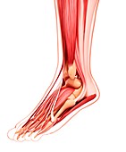 Human foot musculature,artwork