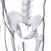 Male pelvic bones,artwork