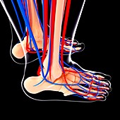 Human foot cardiovascular system,artwork