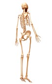 Human skeleton,artwork