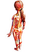 Female anatomy,artwork