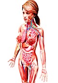 Female anatomy,artwork