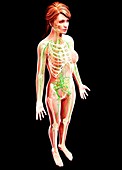 Female lymphatic system,artwork