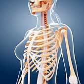 Female skeleton,artwork