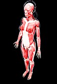 Female musculature,artwork