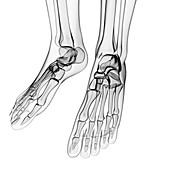 Human foot bones,artwork