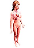 Female cardiovascular system,artwork