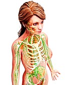 Female lymphatic system,artwork