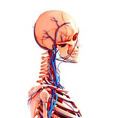 Human cardiovascular system,artwork